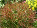 gaura